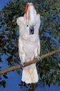 CACATOES A HUPPE ROUGE cacatua moluccensis
