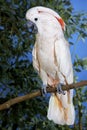 CACATOES A HUPPE ROUGE cacatua moluccensis