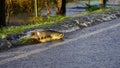 Salmon crosses the road Washington state USA Royalty Free Stock Photo