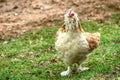 An Salmon Faverolle chicken strutting in the barnyard.