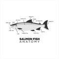 Salmon fish anatomy for education vector.