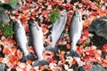 Salmon fish caught during the autumn fishing season