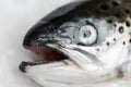 Salmon fish close up macro head with focus on sharp teaths Royalty Free Stock Photo