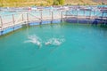 Salmon Fish farm floating on the glacial waters of Wairepo Arm, Twizel, South Island, New Zealand Royalty Free Stock Photo