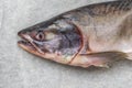Salmon fish head. Part of the fish Royalty Free Stock Photo