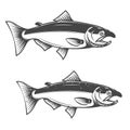 Salmon fish icons isolated on white background. Royalty Free Stock Photo