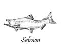 Salmon Fish Isolated Hand Drawn Vector Illustration.