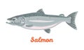 Salmon fish isolated on white background. Vector Royalty Free Stock Photo