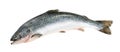 Salmon fish isolated on white without shadow Royalty Free Stock Photo