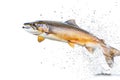 Salmon fish jumping out of water isolated on white background Royalty Free Stock Photo