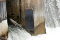 Salmon at Fish Ladder