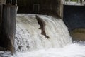 Salmon at Fish Ladder. Royalty Free Stock Photo