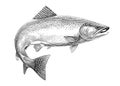 Salmon fish sketch hand drawn line art illustration. Royalty Free Stock Photo