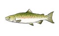 Salmon Fish Sketch Vector Illustration