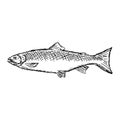 Salmon fish vector illustration sketch doodle hand drawn with bl Royalty Free Stock Photo