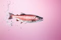 Salmon fish and water splashes isolated on pink background. AI generated Royalty Free Stock Photo