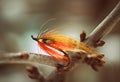 Salmon fly with jungle chheks - fly fishing Royalty Free Stock Photo