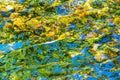 Salmon Green Blue Yellow Reflection Abstract Issaquah Creek Wash