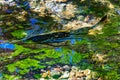 Salmon Green Yellow Reflection Abstract Issaquah Creek Washington