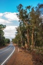 Salmon Gums on Toodyay Road Royalty Free Stock Photo