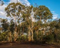 Salmon Gums on Toodyay Road Royalty Free Stock Photo