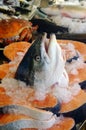 Salmon head Royalty Free Stock Photo