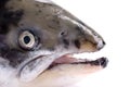 Salmon Head Royalty Free Stock Photo