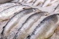 Salmon on ice on the counter of a fish store