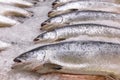 Salmon on ice on the counter of a fish store Royalty Free Stock Photo