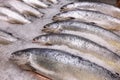 Salmon on ice on the counter of a fish store Royalty Free Stock Photo