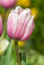 Salmon impression tulip tulipa gesneriana