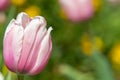 Salmon impression tulip tulipa gesneriana