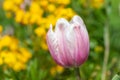 Salmon impression tulip tulipa gesneriana