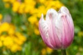 Salmon impression tulip tulipa gesneriana