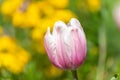 Salmon impression tulip tulipa gesneriana