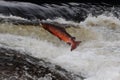 Salmon jumping