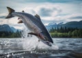 Salmon jumping out of water in Alaskan river. Generative Ai Royalty Free Stock Photo