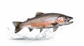 A salmon jumping out of the water isolated on white background. Salmon fish. Generative Ai Royalty Free Stock Photo