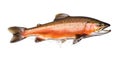 A salmon jumping out of the water isolated on white background. Salmon fish. Generative Ai Royalty Free Stock Photo