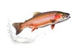 A salmon jumping out of the water isolated on white background. Salmon fish. Generative Ai Royalty Free Stock Photo