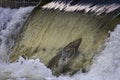 Salmon jumping up a waterfall Royalty Free Stock Photo