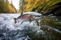 salmon jumping upstream in autumn river