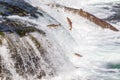 Salmon jumping upstream at Brooks Falls in Katmai, AK Royalty Free Stock Photo