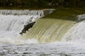 Salmon jumping upstream on a river dam Royalty Free Stock Photo