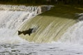 Salmon jumping upstream on a river dam Royalty Free Stock Photo