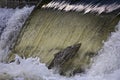 Salmon jumping through a waterfall Royalty Free Stock Photo