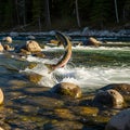 A salmon leaps out of a river surrounded by smooth, rounded rocks. The water is clear Royalty Free Stock Photo