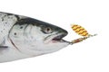 Salmon from metal bait Royalty Free Stock Photo