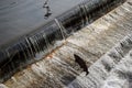 Salmon navigating a fish ladder