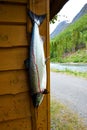 Salmon in norway Royalty Free Stock Photo